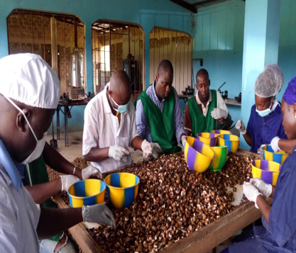 PROGRAMME DE DEVELOPPEMENT DE LA TRANSFORMATION DE L’ANACARDE EN COTE D’IVOIRE 